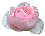 rosa.gif