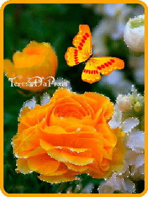 rosaamarela2.gif